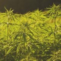 The Benefits of Hemp: How it Absorbs Carbon More Effectively Than Trees