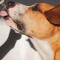 Can CBD Dog Treats Help with Anxiety?