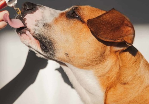 Can CBD Dog Treats Help with Anxiety?